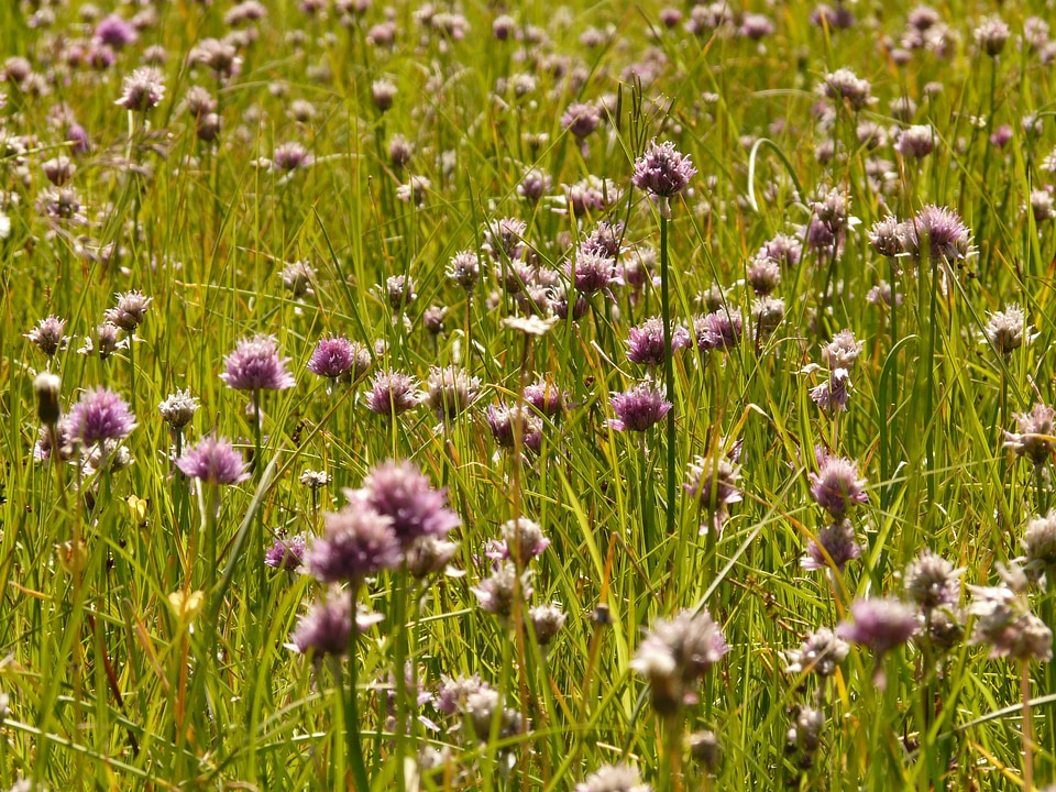 Blossom bloom wild flower