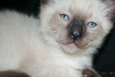 Pet cute cat kitten photo