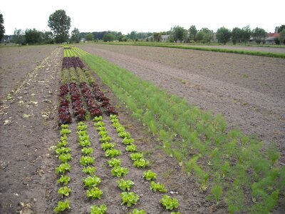 Growing plants breeding