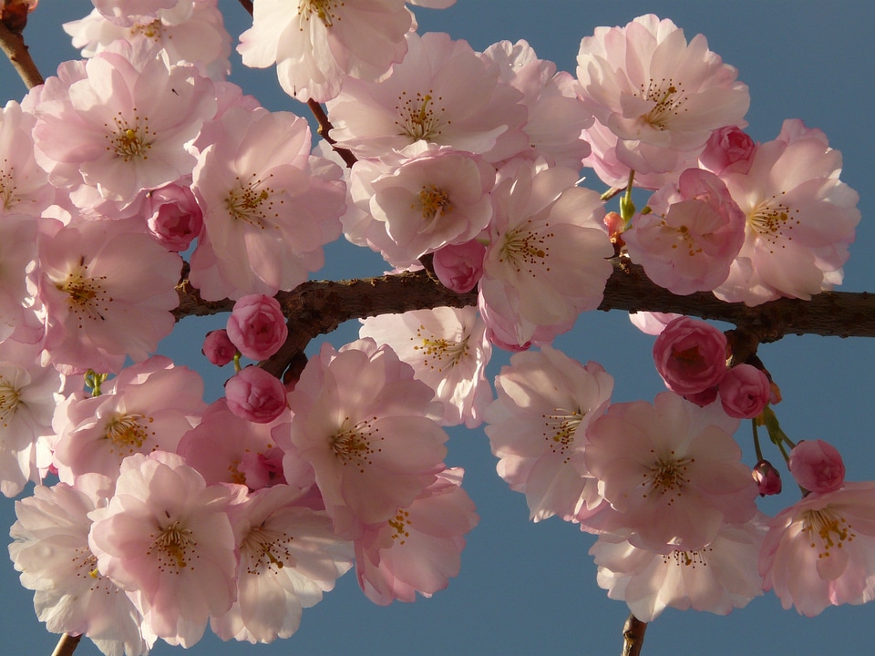 Tree japanese cherry japanese flowering cherry