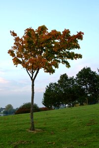 Autumn october tree