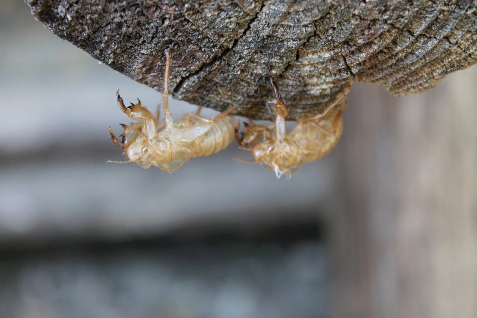 Arthropod animal beetle