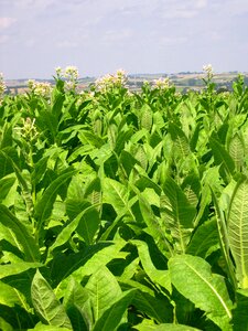 Poland summer agriculture