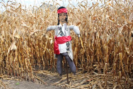 Corn hay pirate