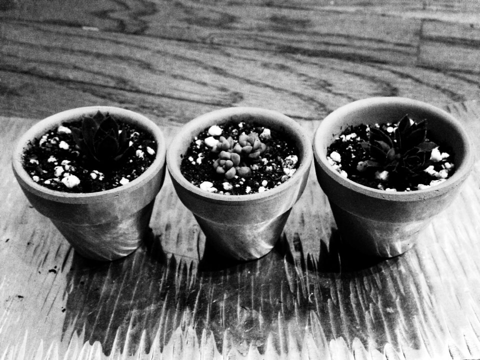 Nature botany potted