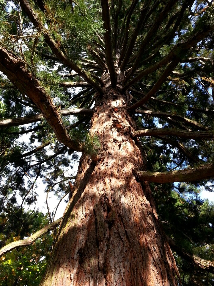 Branches trunk forest