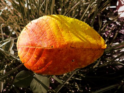Orange sheet autumn