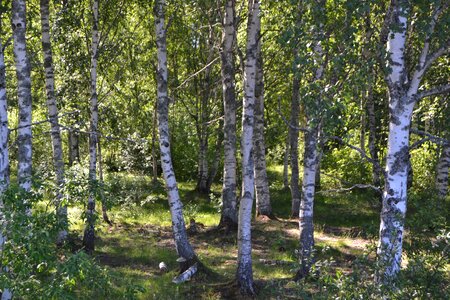 Sweden tree hardwood