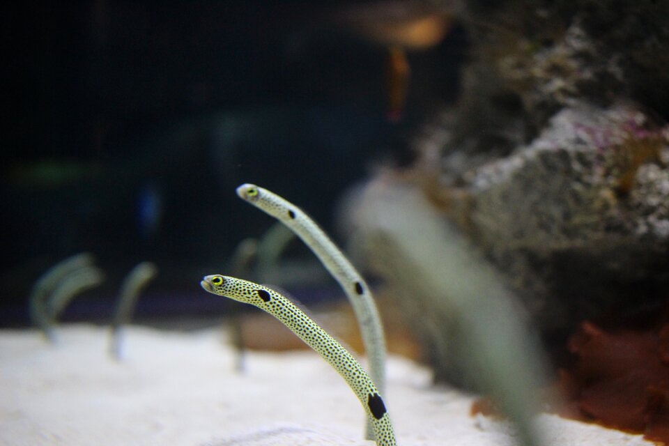 Chin anago aquarium Free photos photo