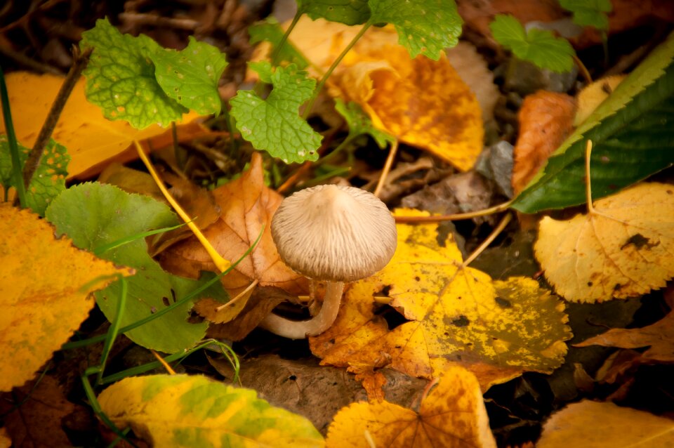Autumn hidden forest