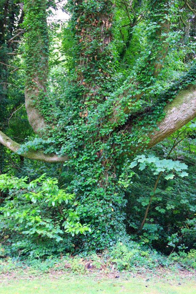 Natural forest tree branches
