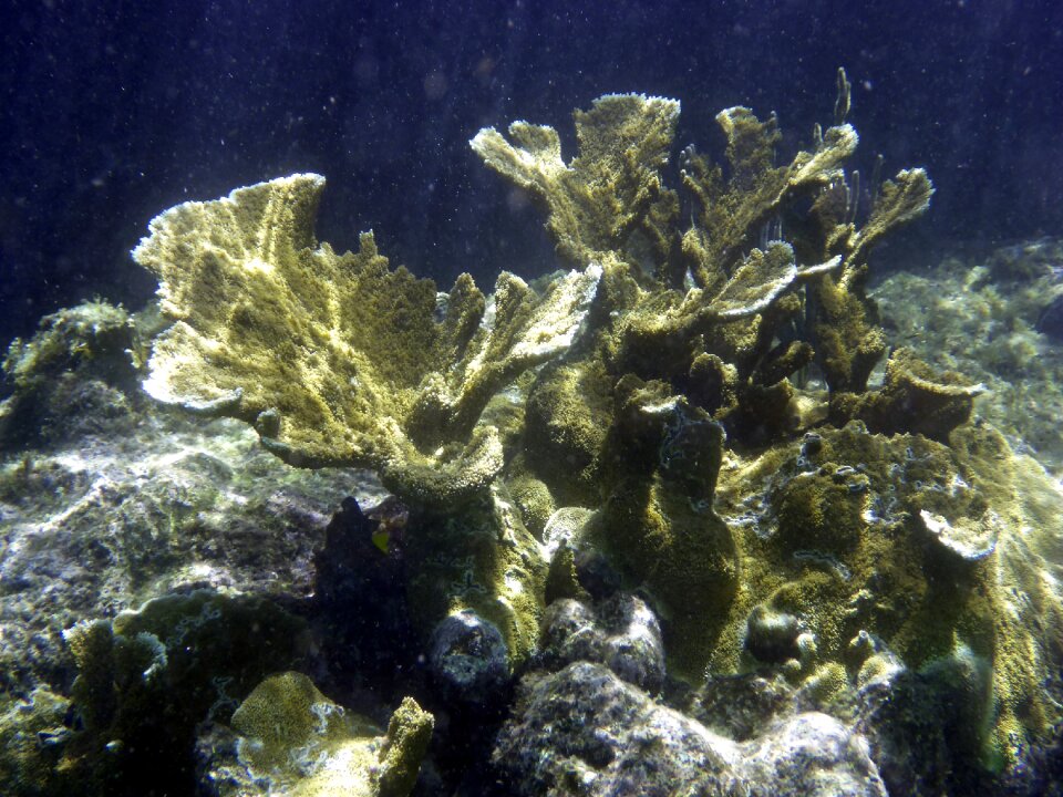 Underwater ocean underwater world