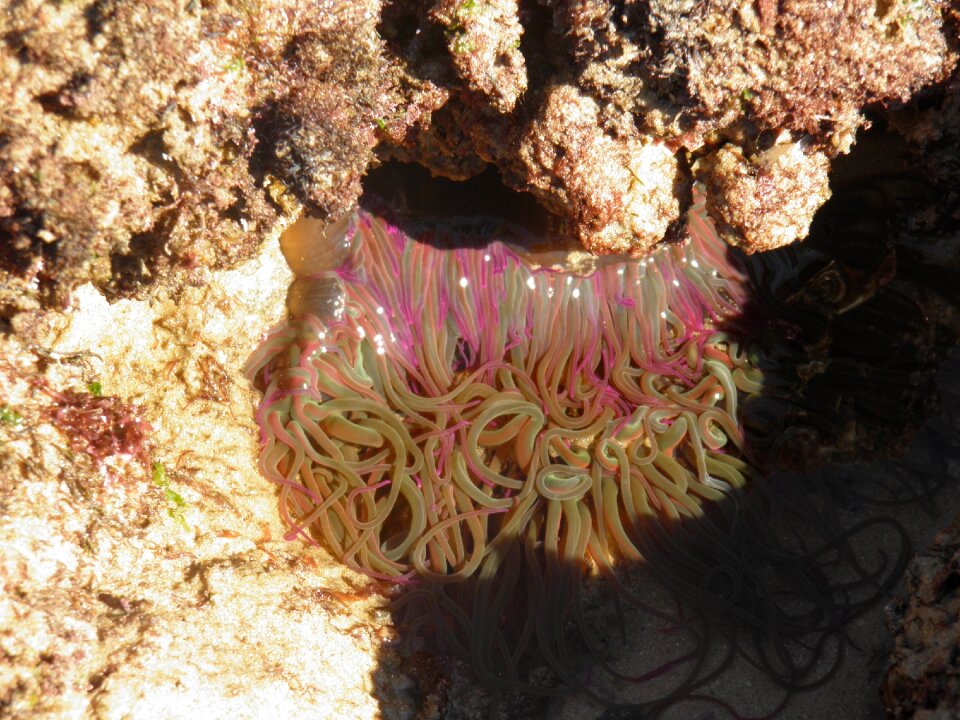 Anenome sealife pool