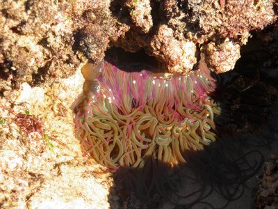 Anenome sealife pool photo