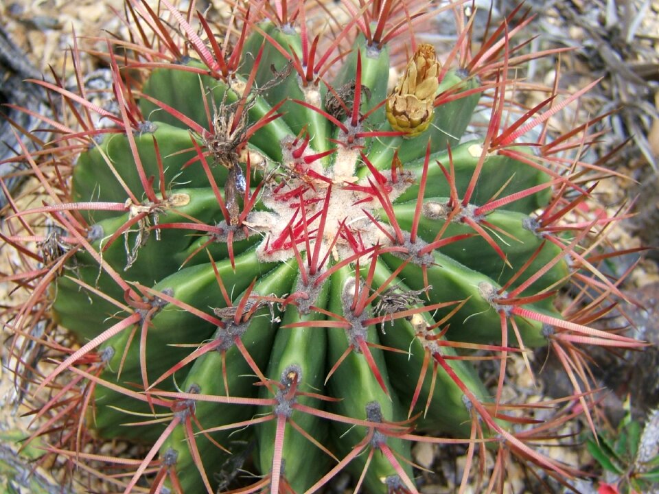 Succulent plant