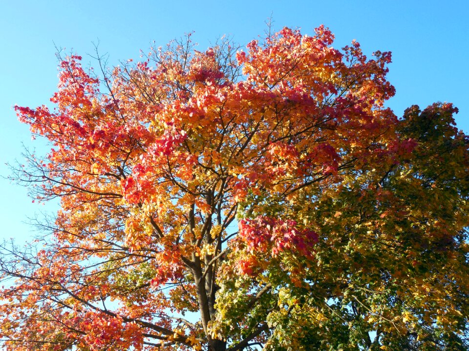 Fall color fall foliage color