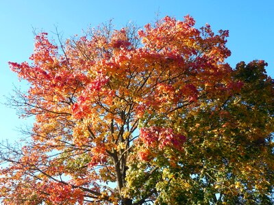 Fall color fall foliage color photo