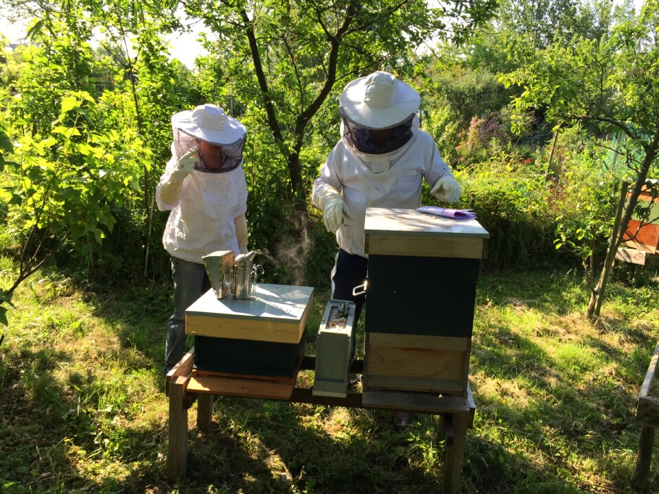 Bees hive beekeeping