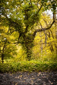 Moss green autumn photo