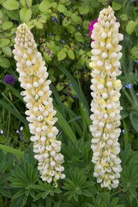Lupine nature spring
