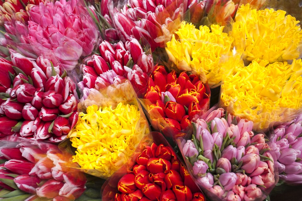 Multi color yellow red