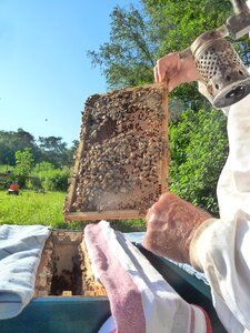 Bees honeycomb apiary
