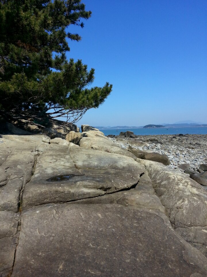 Wood pine rocky beach