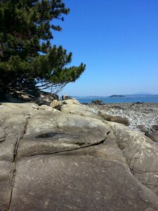 Wood pine rocky beach photo