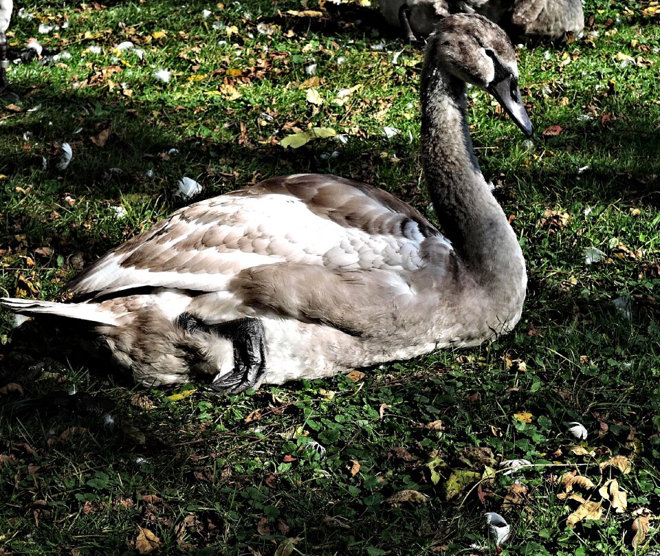 Nature wild bird waterfowl
