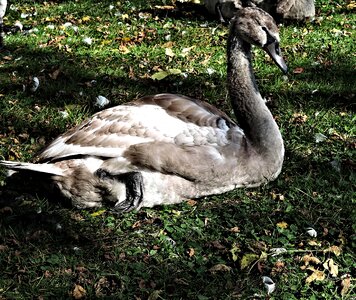 Nature wild bird waterfowl