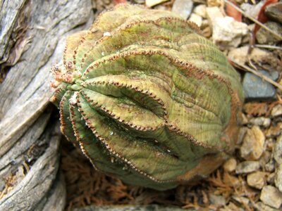 Succulent plant