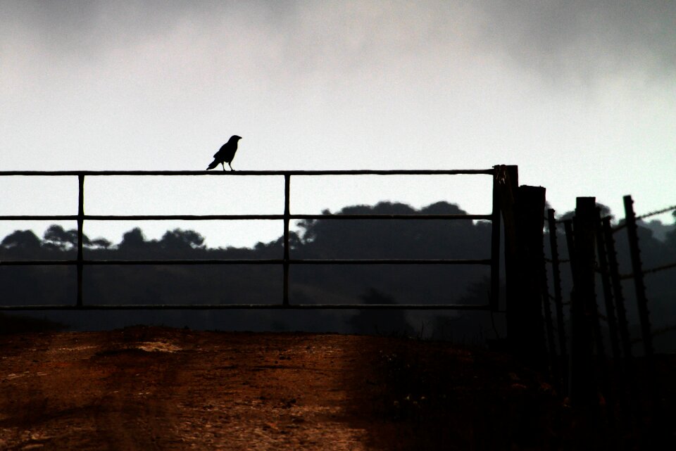 Agriculture fence bird