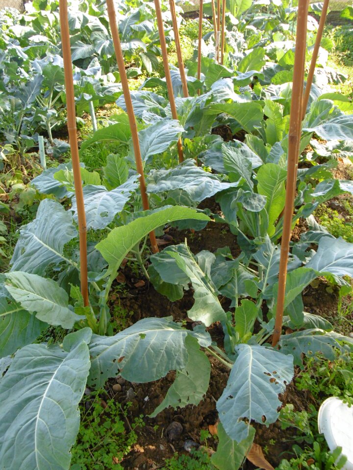 Green leaf branches vegetables