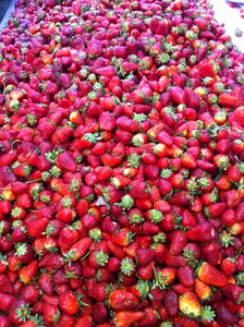Pile of strawberries strawberries harvest photo