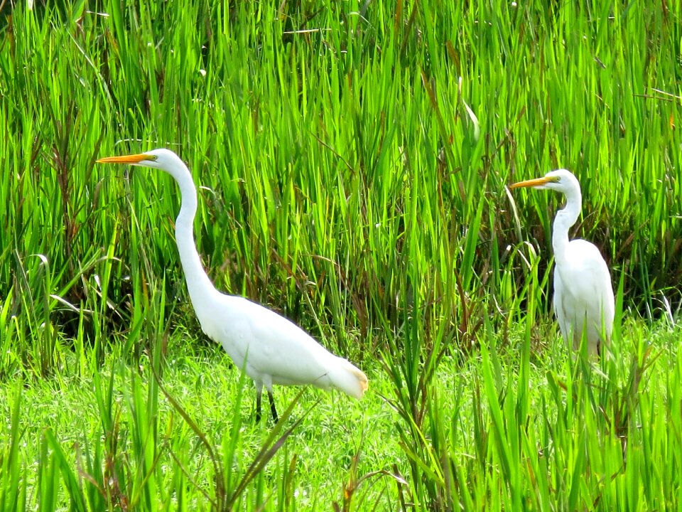 Birds nature tropical birds