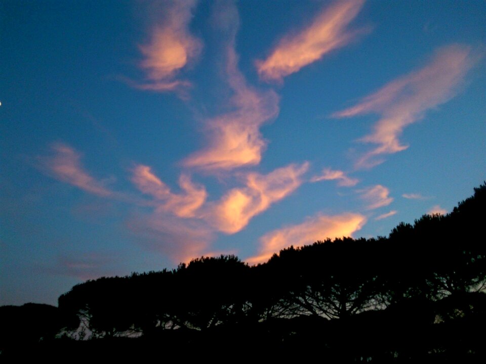 Tree dusk evening