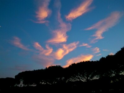 Tree dusk evening photo