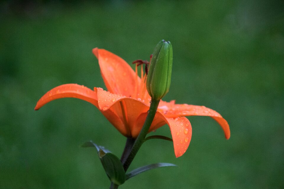 Plant garden lily summer