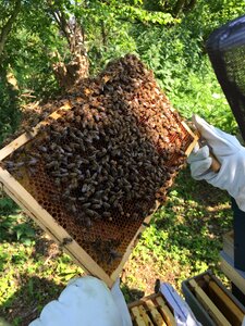 Bees beekeeper honeycomb