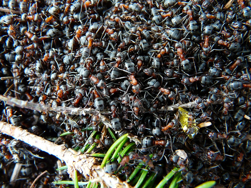 Red wood ant formica rufa formica polyctena