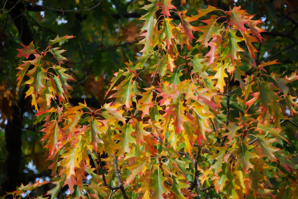 Foliage maple leaves leaf coloring