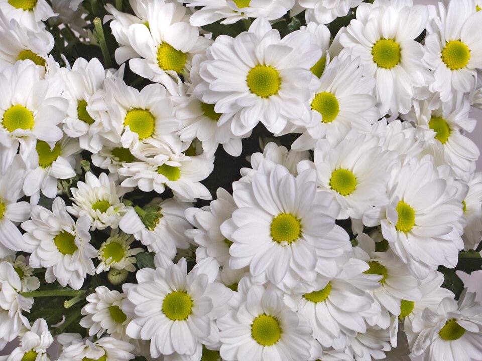 White flowers garden flowers