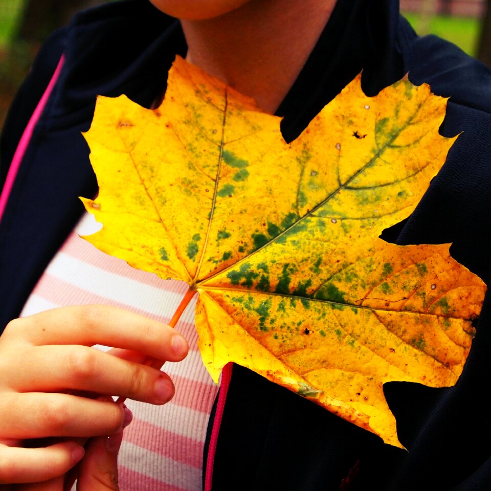 Veins yellow nature discolor