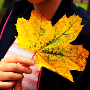 Veins yellow nature discolor