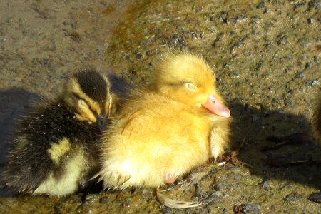 Fluffy baby little photo