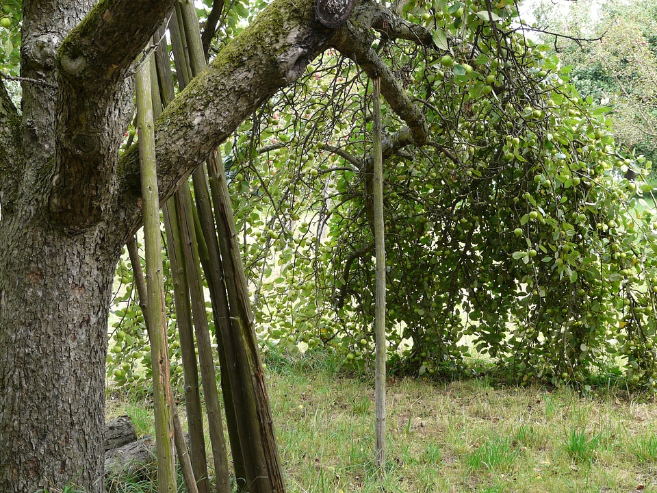Agriculture apple tree like column fruit
