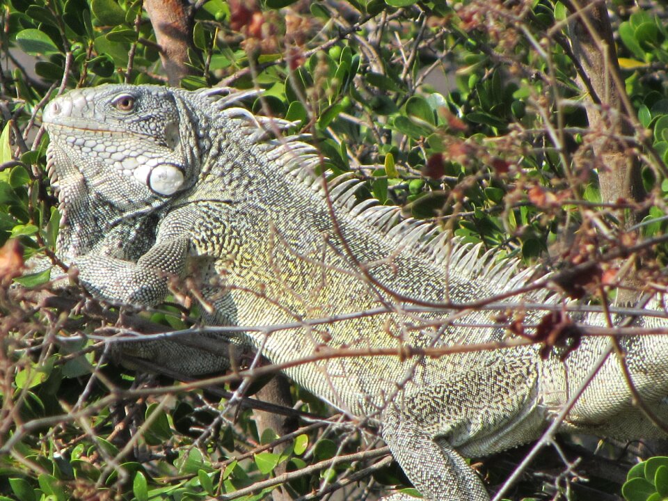 Animal curaçao nature