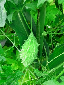 Food gourd healthy