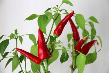 Sharp red chili