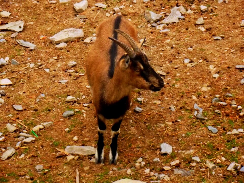 Animals mammal zoo photo